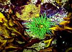 dr_Sea anemone.JPG